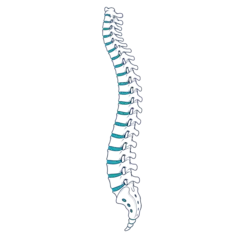 True Health Chiropractic